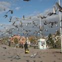 Николаевские голуби "улетели" представлять наш край на выставку в Тюмени