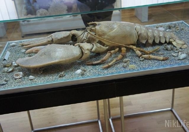 В николаевском музее показывают самого большого в Украине гигантского омара и рюмки имперских моряков