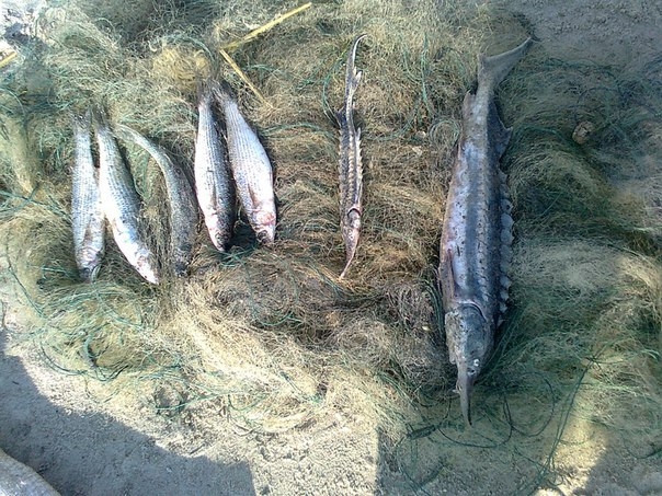 В Коблево браконьер наловил краснокнижной рыбы на 203 тысячи гривен
