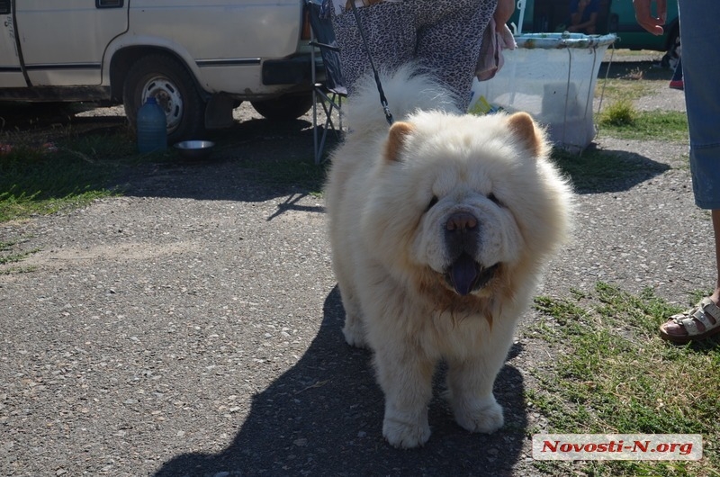 В Николаеве проходит выставка собак «Осень Прибужья - 2015». ФОТОРЕПОРТАЖ