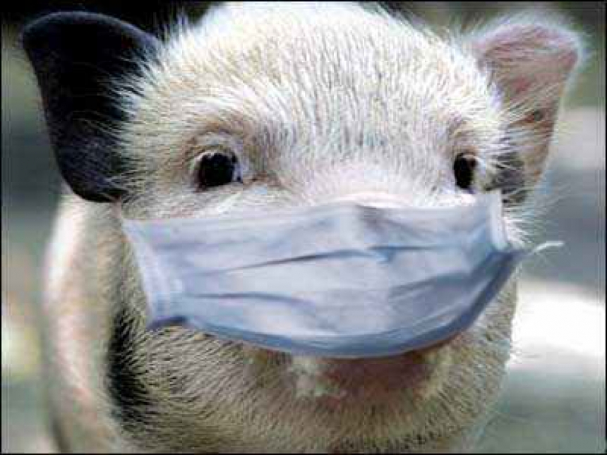 Памятка по предотвращению распространения африканской чумы свиней