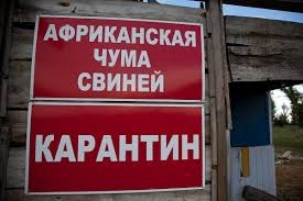 В связи с африканской чумой на границе Кировоградской и Николаевской областей установят полицейские посты