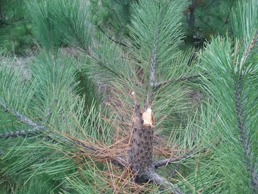 Новый год не за горами: в Матвеевском лесу выломали 30 елок