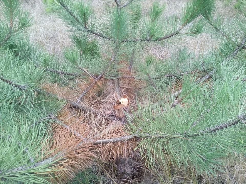 Новый год не за горами: в Матвеевском лесу выломали 30 елок