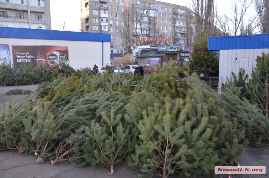 Чиновники предлагают николаевцам отдать елки в зоопарк, чтобы накормить животных