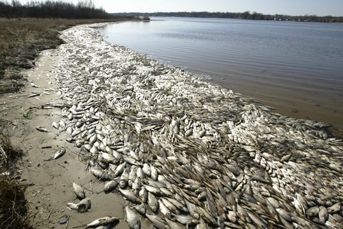 На Коблевском побережье за несколько часов погибло  около двухсот тонн рыбы!