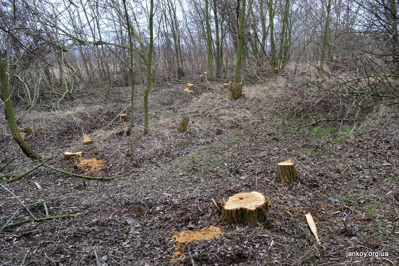 На Николаевщине военные незаконно вырубили лесополосу