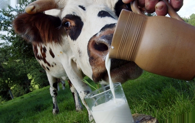 Украина наладила экспорт мяса и молочки в ОАЭ