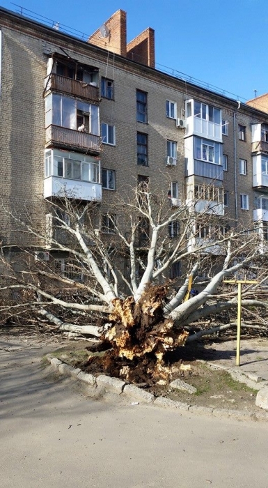 В Николаеве во дворе многоэтажного дома упал многолетний тополь: есть пострадавшие