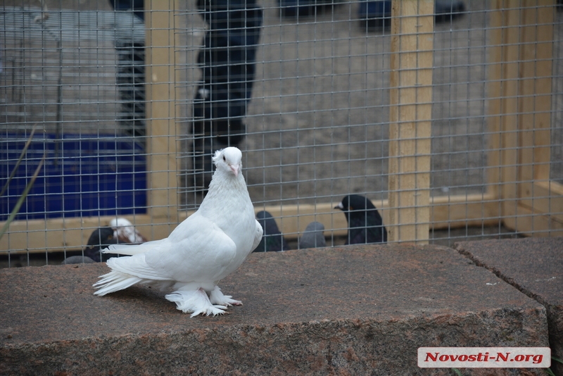 Пернато-пушистая радость: в Николаеве прошла выставка голубей и домашних питомцев