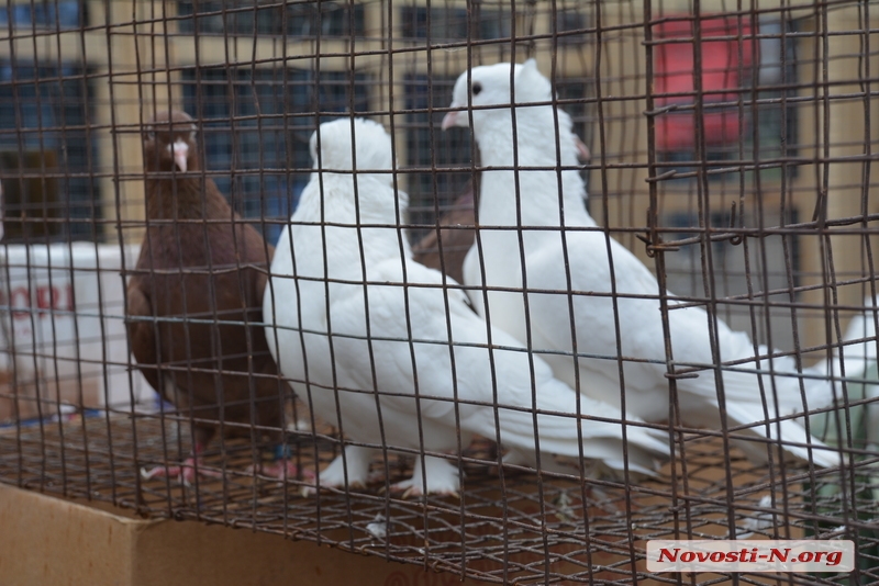 Пернато-пушистая радость: в Николаеве прошла выставка голубей и домашних питомцев