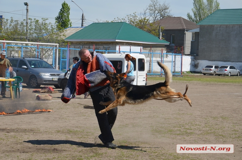 В Николаеве проходит выставка собак. ФОТОРЕПОРТАЖ. ВИДЕО