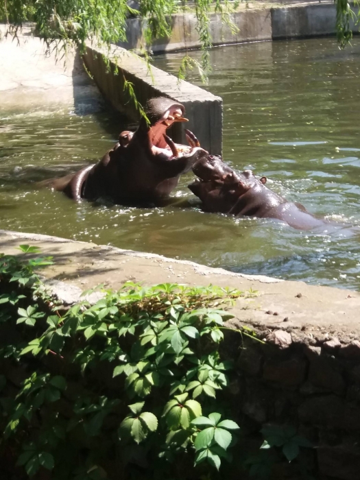 В Николаевском зоопарке показали, как целуются бегемоты