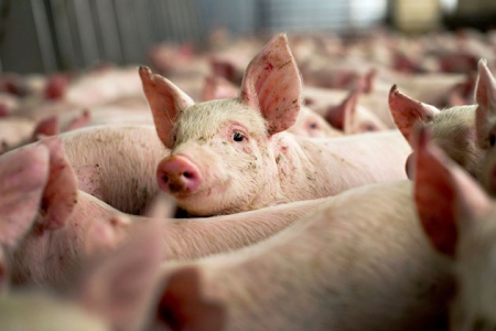 Экспорт украинской свинины сократился в 25 раз