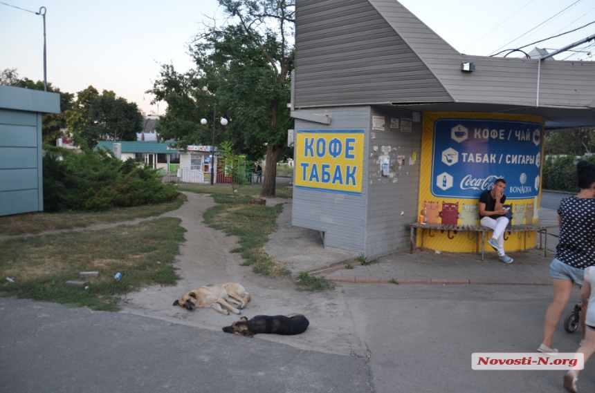 В Николаеве на главной улице обжилась стая бродячих собак