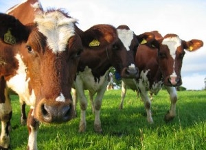 На Николаевщине отмечается увеличение объемов производства животноводчества