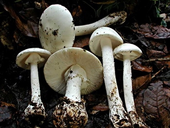 В Николаевской области отравилась грибами 17-летняя девушка