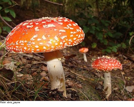 В Одесской области 13-летняя девочка отравилась собственноручно собранными и приготовленными грибами