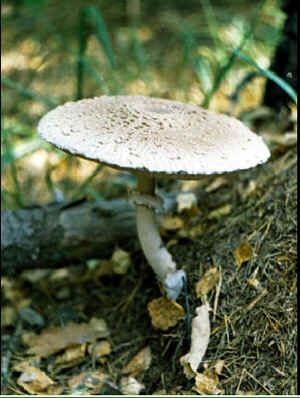 На Николаевщине — очередное отравление грибами