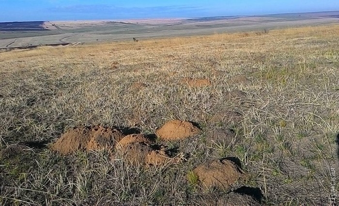 В Одесской области военные продолжают уничтожать девственную степь: «Земля наша, что хотим, то и делаем»
