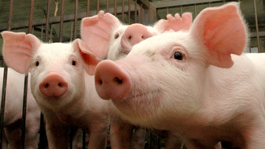 В селе под Николаевом снова зарегистрирована вспышка африканской чумы свиней