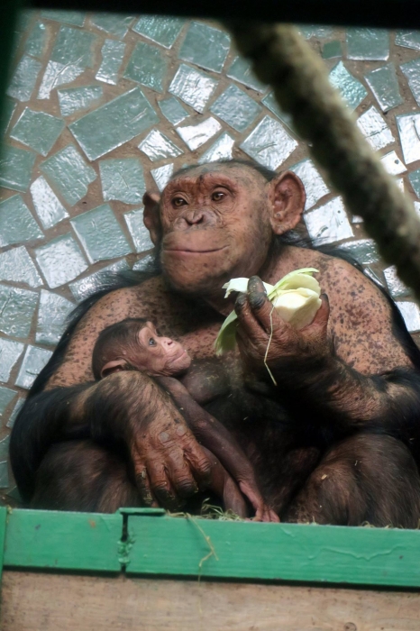 Директор Николаевского зоопарка показал фотографии шимпанзенка Шермана и его мамы