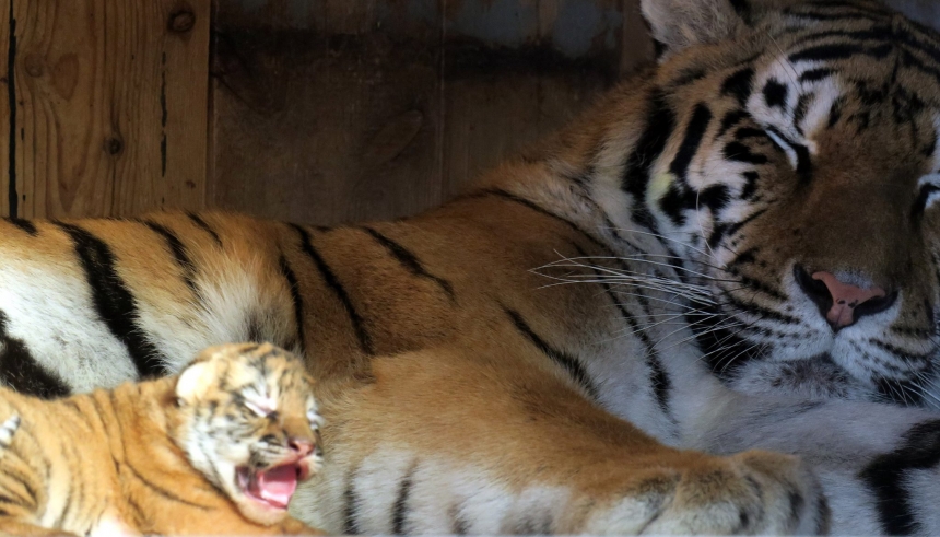В Николаевском зоопарке показали фотографии пятерых новорожденных тигрят