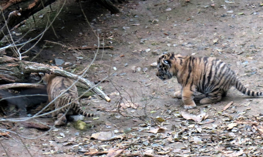 В Николаевском зоопарке показали фотографии пятерых новорожденных тигрят