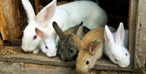 На Николаевщине супружеская пара украла у пенсионерки кроликов