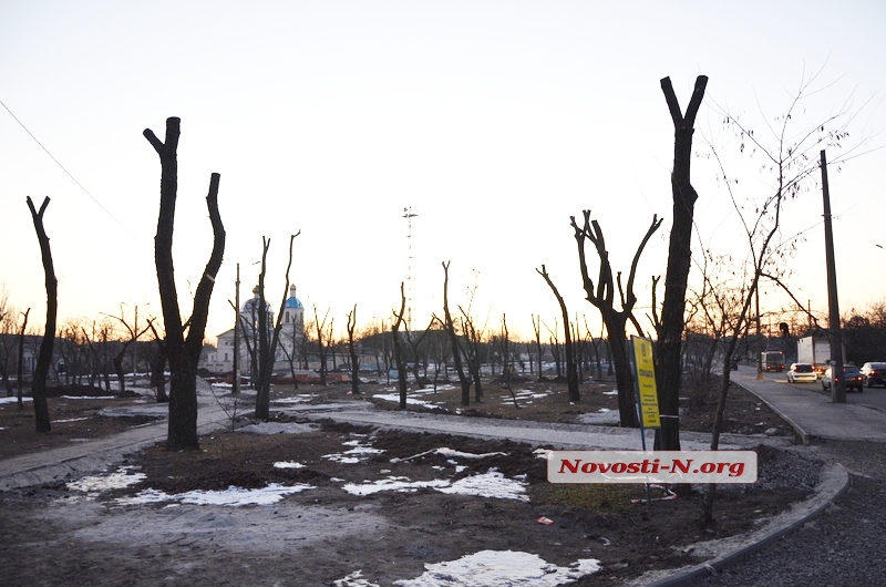 Всё на дрова: в Николаеве идет массовая вырубка деревьев