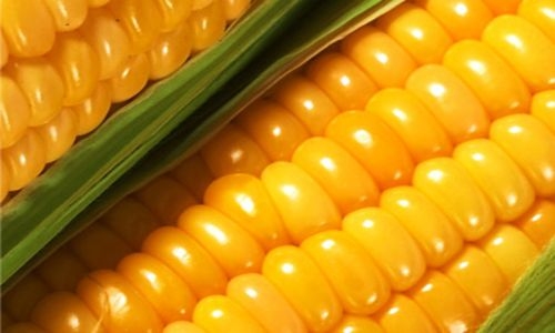 На Николаевщине предупредили незаконный экспорт в Панаму партии кукурузы стоимостью 4,7 млн грн