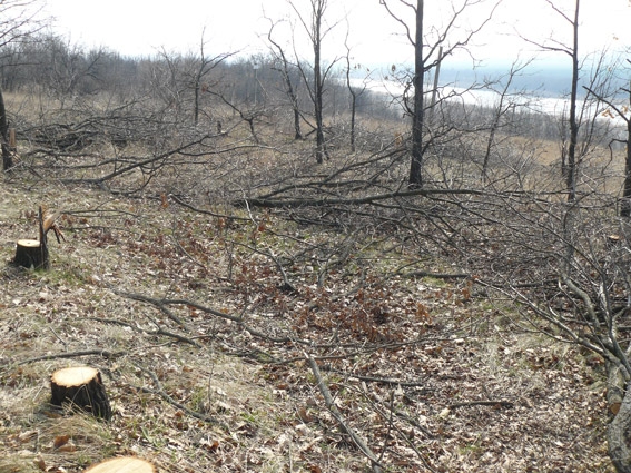 На Николаевщине неизвестные спилили 186 деревьев дуба