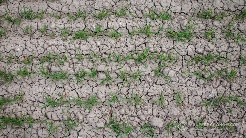 Агрономы предупреждают о начале засухи в Николаевской области: посев под угрозой