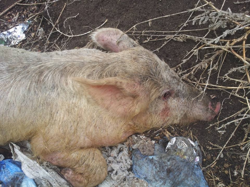 В санитарной зоне николаевского водохранилища устроили свалку с трупами животных