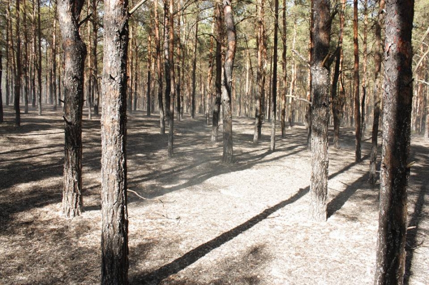 В Николаеве горел матвеевский лес. ФОТО