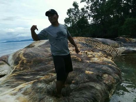 У берегов Индонезии найдены останки 35-тонного морского чудовища. Видео