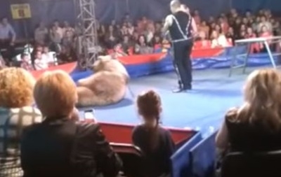 В Белой Церкви цирковой медведь напал на зрителей, есть пострадавшие.ВИДЕО