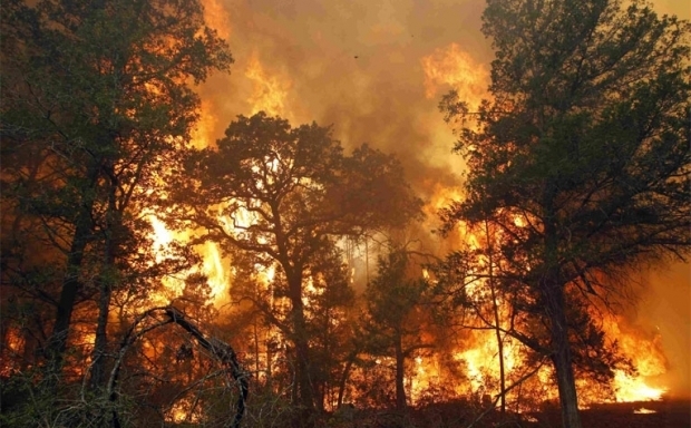 В Чернобыльской зоне горит лес, пожар тушат с воздуха