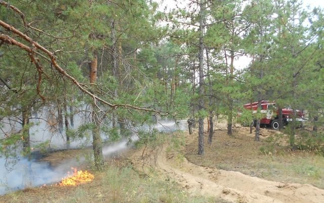 В Херсонской области горит 20 га леса