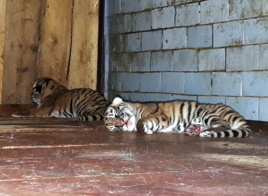 В Николаевском зоопарке родились двое тигрят. ФОТО