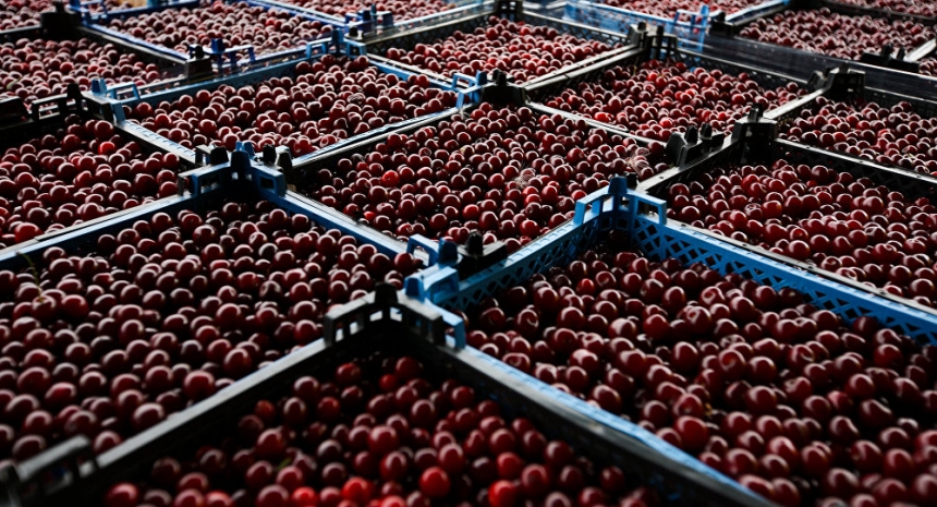 За неделю на украинских рынках взлетели цены на вишни, но подешевела малина и смородина