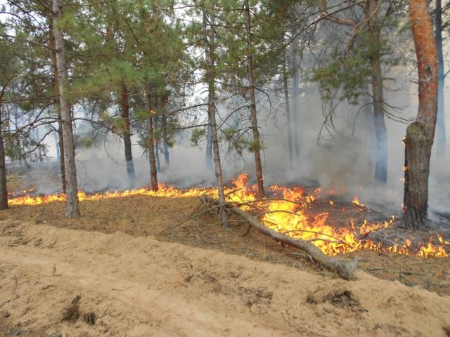 В Херсонской области лесной пожар на площади 10 га тушат при помощи вертолетов и самолетов