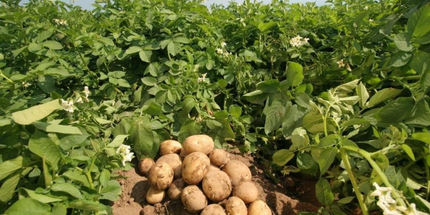 Украинцев ждет рост цен на картофель из-за снижения урожая
