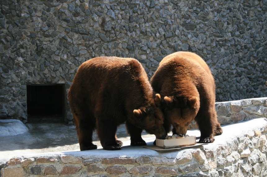 «Мороженое, арбузы и черешня»: что кушают медведи в Николаевском зоопарке. ФОТО