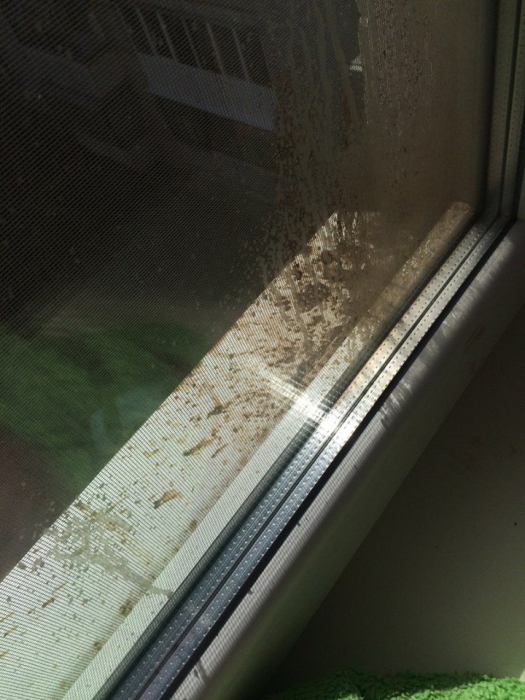 Неадекватный николаевец выливает свои испражнения на соседские окна