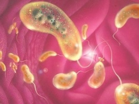 Холерный вибрион обнаружен и в Кировоградской области