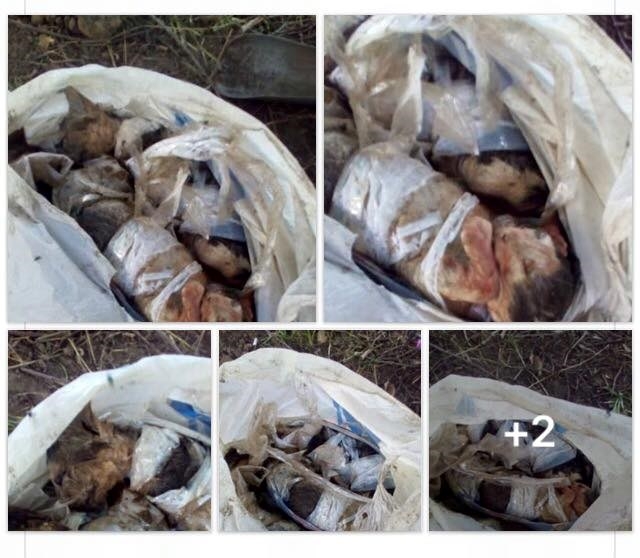 В Киеве обнаружили зверски убитых котят с поломанными костями и без глаз. ФОТО 18+