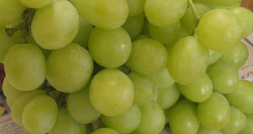 Николаевский виноградарь вырастил 7-килограммовую гроздь
