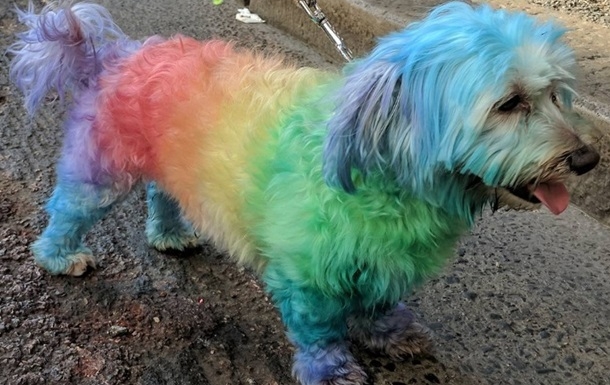 На ЛГБТ-марше даже собак украсили радужными флагами