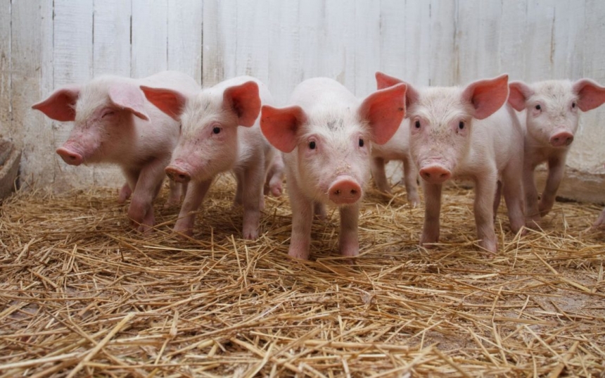 Африканская чума свиней распространилась на три области